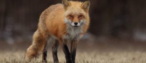 Fuchs blickt in Kamera